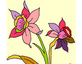 Dibujo Orquídea pintado por solsticio