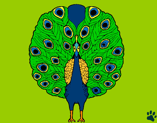 Pavo real 1