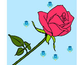 Dibujo Rosa pintado por Regi100