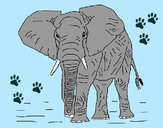 Dibujo Elefante 1 pintado por Dibujos-nt