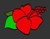 Dibujo Flor de lagunaria pintado por karcat09