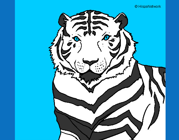 Dibujo Tigre 3 pintado por erik8