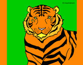 Dibujo Tigre 3 pintado por vickylindy