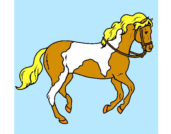 caballo pinto