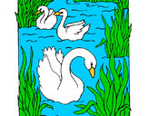 Dibujo Cisnes pintado por Martina100