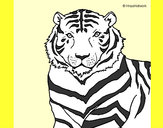 Dibujo Tigre 3 pintado por matulazo