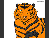 Dibujo Tigre 3 pintado por sedoso