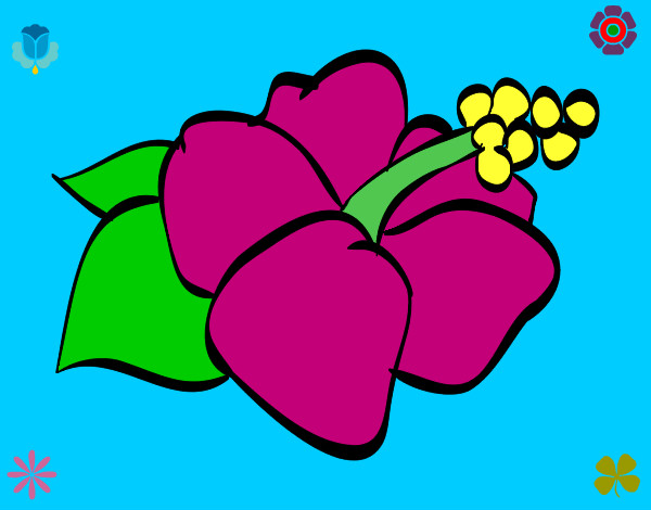 Dibujo Flor de lagunaria pintado por karen01