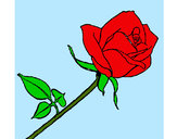 Dibujo Rosa pintado por valeria141