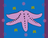 Dibujo Estrella de mar 2 pintado por zoeliux