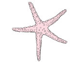 Dibujo Estrellita de mar pintado por juandis