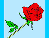 Dibujo Rosa pintado por zoeliux