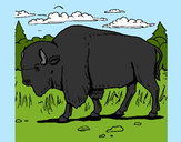 Dibujo Búfalo  pintado por jfrkffkkf