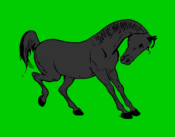 el caballo negro