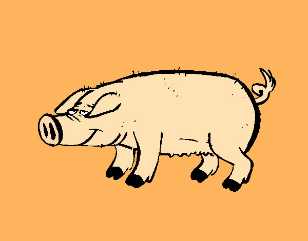 cerdo con pezuñas negras