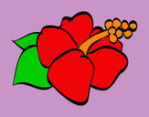 Dibujo Flor de lagunaria pintado por izan4