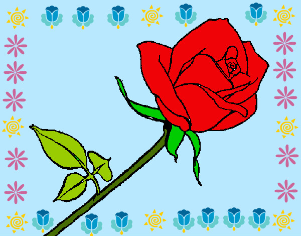 rosa