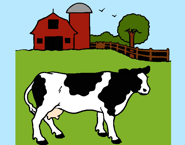 vaca pasturando