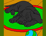Dibujo Perro durmiendo pintado por evarista