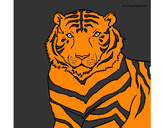 Dibujo Tigre 3 pintado por juandis