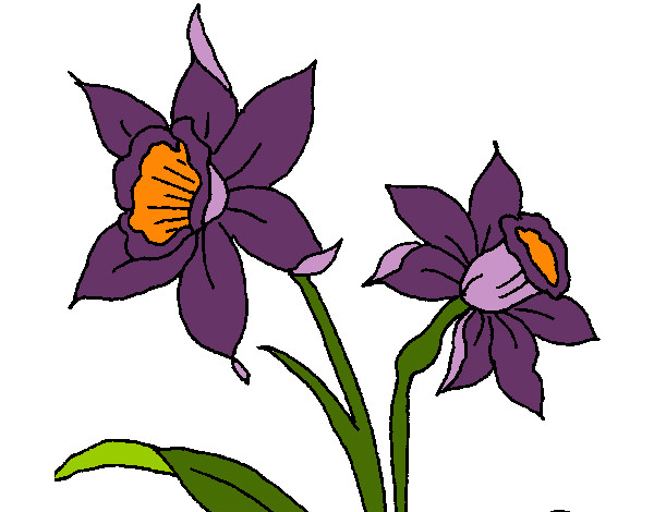 Dibujo de Orquídea pintado por Chaz en  el día 14-10-12 a las  01:03:33. Imprime, pinta o colorea tus propios dibujos!