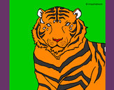 Dibujo Tigre 3 pintado por jupi