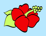 Dibujo Flor de lagunaria pintado por rociogb
