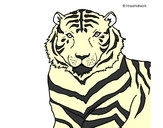 Dibujo Tigre 3 pintado por asael