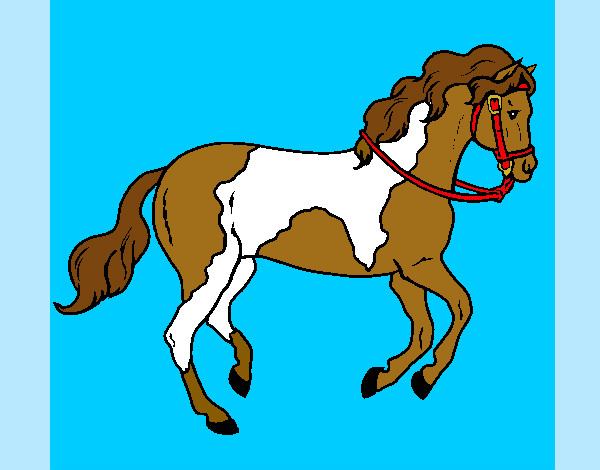mi caballo