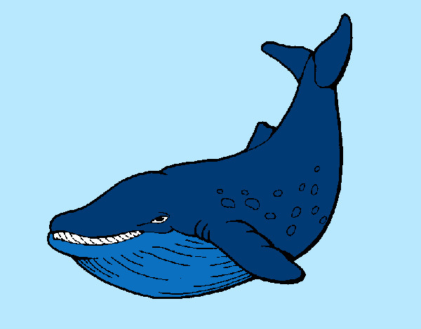 Orca