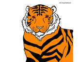 Dibujo Tigre 3 pintado por aureli
