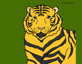 Dibujo Tigre 3 pintado por gorrion