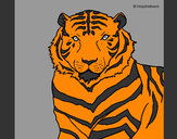 Dibujo Tigre 3 pintado por JOHA2