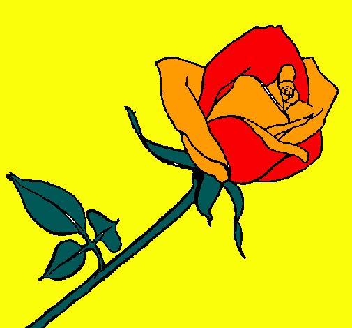 Rosa