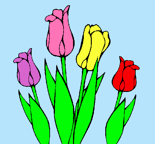 Tulipanes