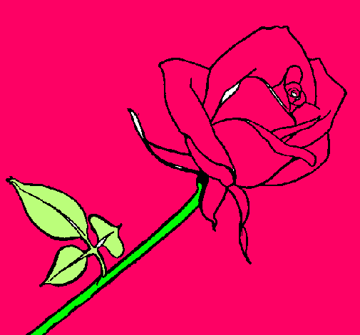 Rosa