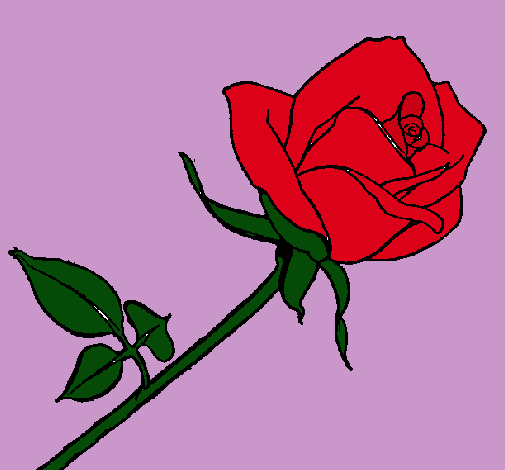 Rosa