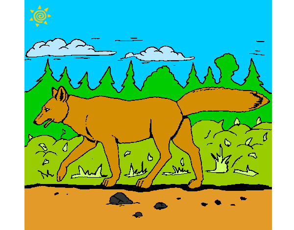Dibujo Coyote pintado por Danneliese