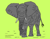 Dibujo Elefante 1 pintado por Danneliese