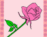 Dibujo Rosa pintado por mere18