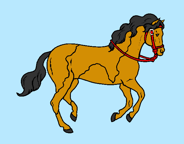 Caballo 5