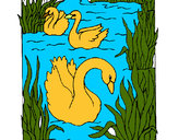 Dibujo Cisnes pintado por mary8cruz