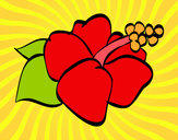 Dibujo Flor de lagunaria pintado por alejaaleja