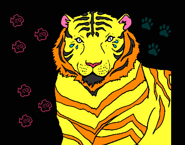 Dibujo Tigre 3 pintado por NORELVIS