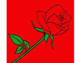 Dibujo Rosa pintado por franchy