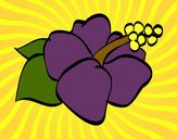 Dibujo Flor de lagunaria pintado por leslylibet