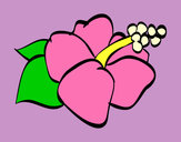 Dibujo Flor de lagunaria pintado por ainhoa7912