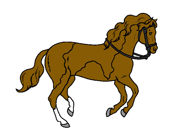 Caballo 5