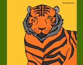 Dibujo Tigre 3 pintado por maxitigre