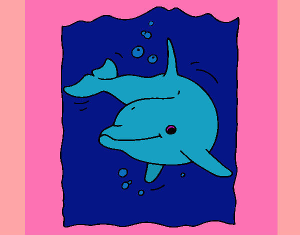 lindo delfin de el mar 